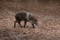 Young Collared Peccary Royalty Free Stock Photo