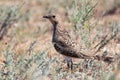 Young Collared Pratincole Glareola pratincola in natural habitat