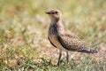 Young Collared Pratincole Glareola pratincola in natural habitat