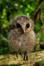 Young Collared Scops Owl