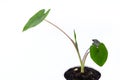 young colocasia black magic plant in a small pot. Royalty Free Stock Photo