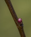 Young color bloom on young apricot tree with green background