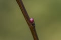 Young color bloom on young apricot tree with green background