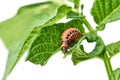 Young Colorado beetle eats potato leaves - isolated on white background Royalty Free Stock Photo