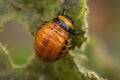young Colorado potato beetle eats sprouts and potatoes Royalty Free Stock Photo