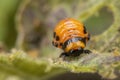 young Colorado potato beetle eats sprouts and potatoes Royalty Free Stock Photo