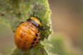 young Colorado potato beetle eats sprouts and potatoes Royalty Free Stock Photo