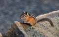 Young colorful chipmunk posing on a rock in Glenwood, WA Royalty Free Stock Photo