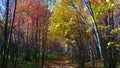 Young and colorful forest with a peaceful path