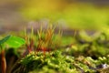 Young colorful grass Royalty Free Stock Photo