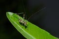 Young colorful grasshopper