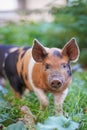 Young colourful pigling on a green grass