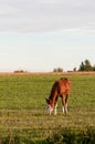 Colt with a white blaze face grazing in the early morning