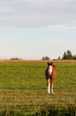 Young colt with a blaze face looking toward the camera