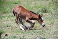 Young colt kneeling in pasture Royalty Free Stock Photo