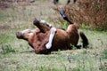 Young colt rolling