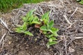 Young Comfrey Bocking 14 Sprouting in Mulched Garden Bed Royalty Free Stock Photo
