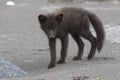 Young Commanders blue arctic fox standing on a sandy