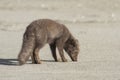 Young Commanders blue arctic fox that stands on the beach autumn