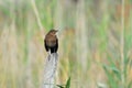 The young common blackbird in the field Royalty Free Stock Photo