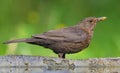 Young Common blackbird hiding near a waterpond in sweet light Royalty Free Stock Photo