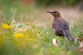 Young common blackbird