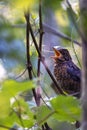 Young common blackbird perched on a branch singing Royalty Free Stock Photo