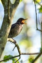 Young common blackbird perched on a branch singing Royalty Free Stock Photo