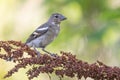 Young Common Chaffinch Fringilla coelebs in the wild