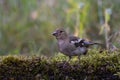 Young Common Chaffinch Fringilla coelebs in the wild