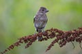 Young Common Chaffinch Fringilla coelebs in the wild