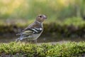 Young Common Chaffinch Fringilla coelebs in the wild