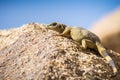 Young Common Chuckwalla Sauromalus ater lounging on a rock, Joshua Tree National Park, California