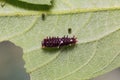 Young Common Clubtail caterpillar