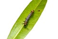 Young Common Crow Euploea core caterpillar Royalty Free Stock Photo