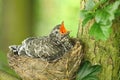 The common cuckoo Cuculus canorus