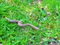 Young common european adder or viper