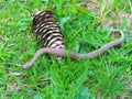 Young common european adder or viper