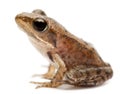 Young Common Frog, Rana temporaria