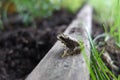 Young common Frog, UK