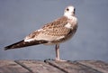 Young Common Gull