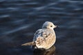 A Young Common Gull Royalty Free Stock Photo