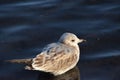 A Young Common Gull Royalty Free Stock Photo