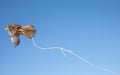 Young common kestrel being trained for a desert falconry show in Dubai, UAE.