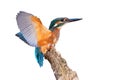 Young common kingfisher with spread wings cut out on blank Royalty Free Stock Photo