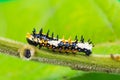 Young Common Mime caterpillar