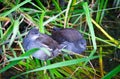 Young common moorhen birds Royalty Free Stock Photo