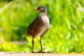 Young common moorhen chick in frontal view standing in front of blurry green grasses in the bright sun and Royalty Free Stock Photo