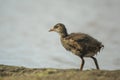 Young common moorhen, Gallinula chloropus Royalty Free Stock Photo