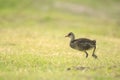 Young common moorhen, Gallinula chloropus Royalty Free Stock Photo